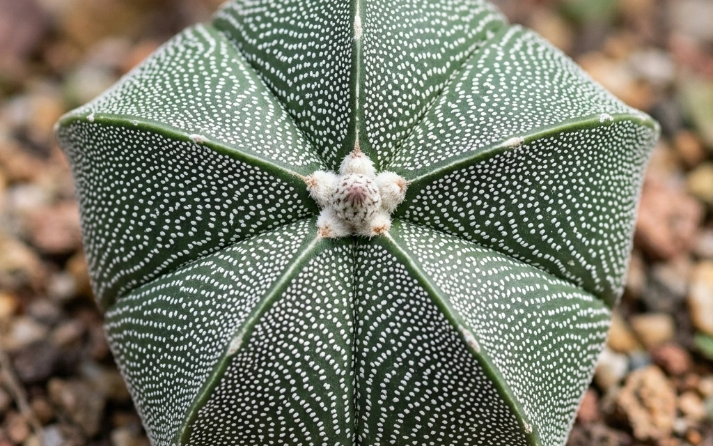 How to care and identify Bishop's Cap (Astrophytum myriostigma) - Plant AI care database