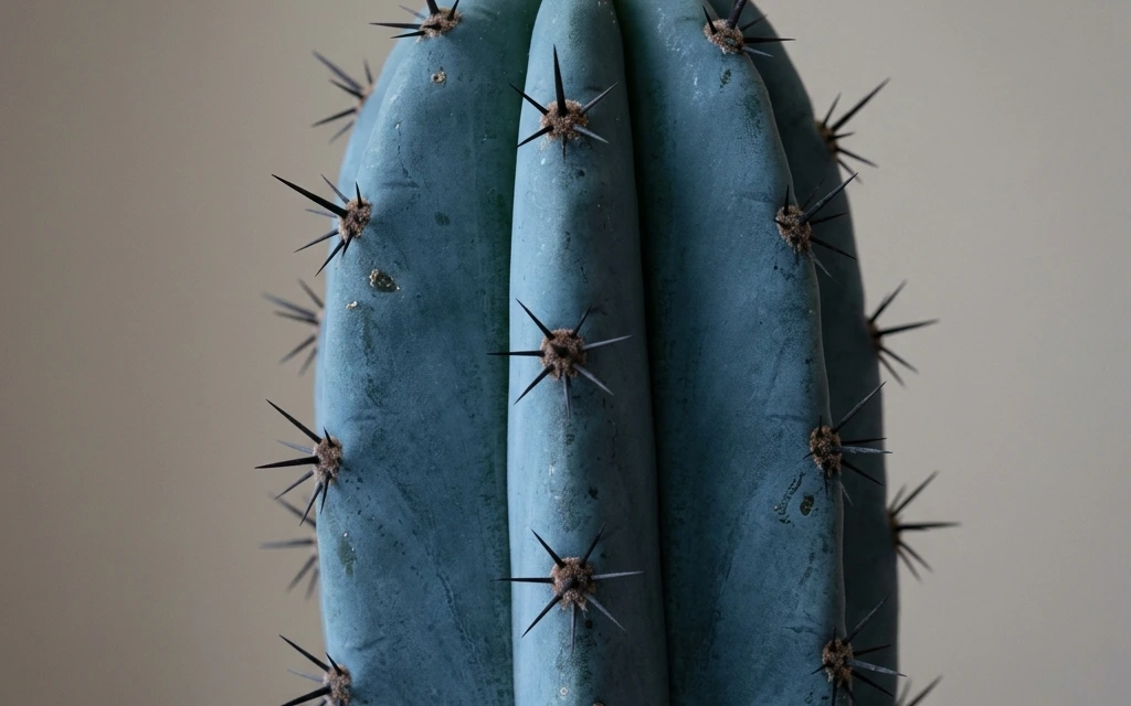 How to care and identify Blue Candle Cactus (Myrtillocactus geometrizans) - Plant AI care database