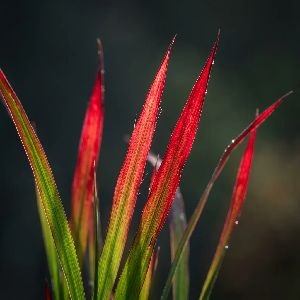 Snap & Identify Japanese Blood Grass (Imperata cylindrica 'Rubra') - Plant AI care guides