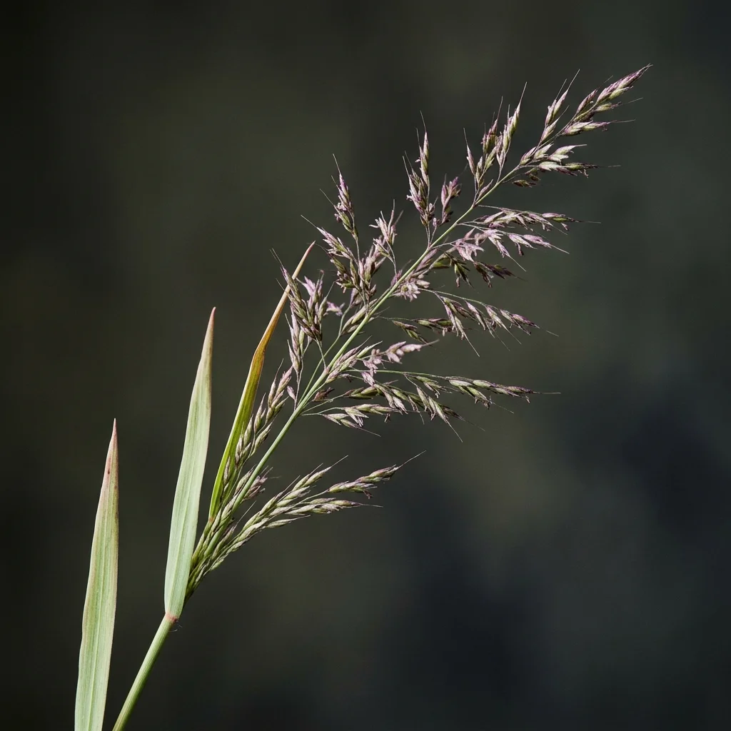 Snap & Identify Polar Grass (Arctagrostis latifolia) - Plant AI care guides