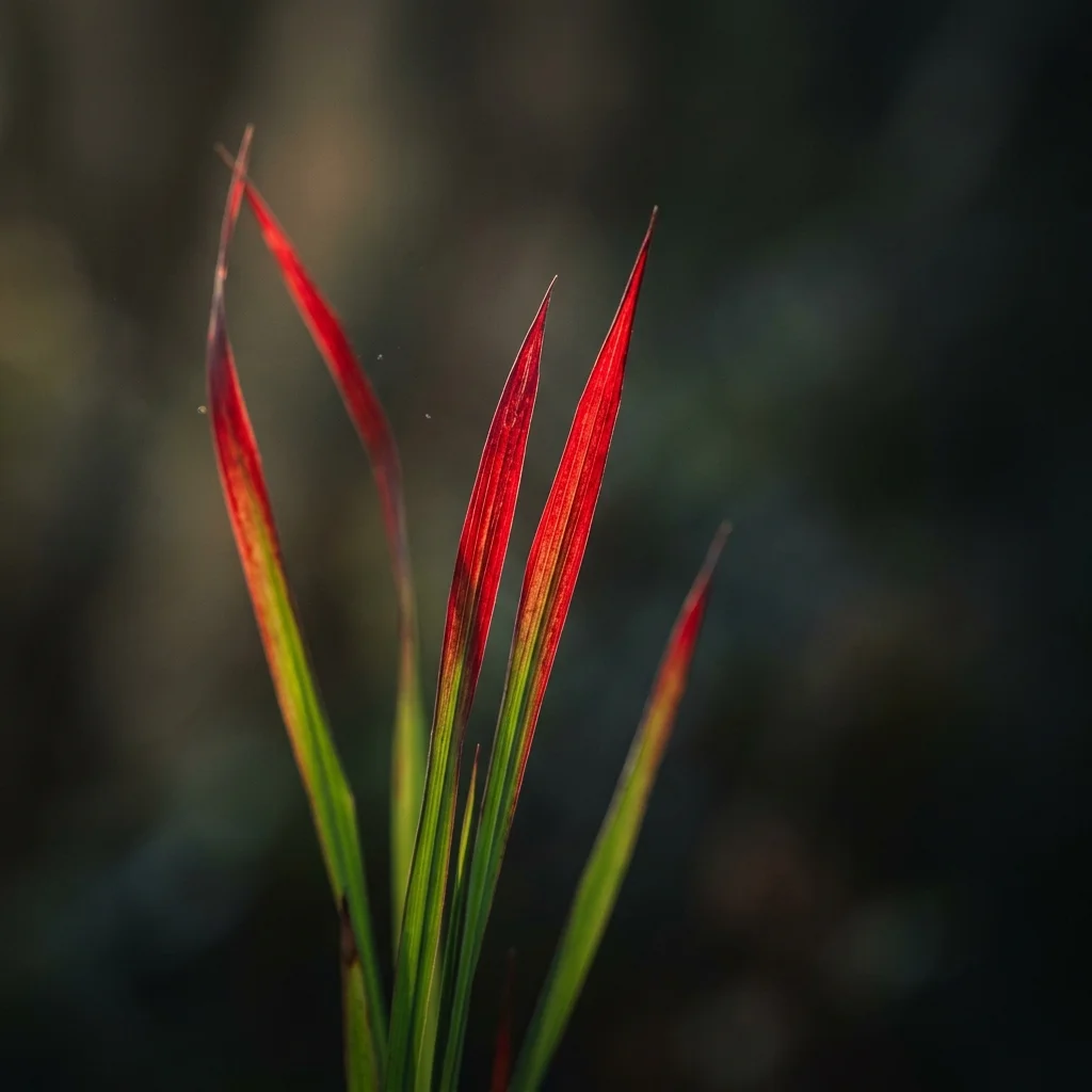 Snap & Identify Red Baron Grass (Imperata cylindrica 'Red Baron') - Plant AI care guides