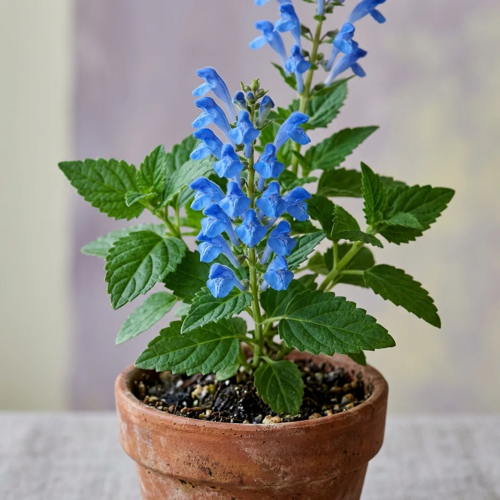 Snap & Identify Skullcap (Scutellaria lateriflora) - Plant AI care guides