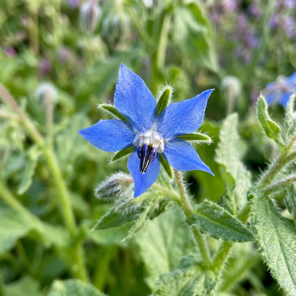 Snap & Identify Borage (Borago officinalis) - Plant AI care guides