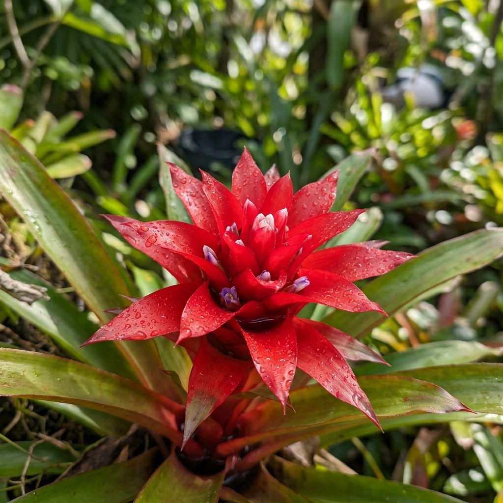 Snap & Identify Bromeliad (Bromeliaceae) - Plant AI care guides