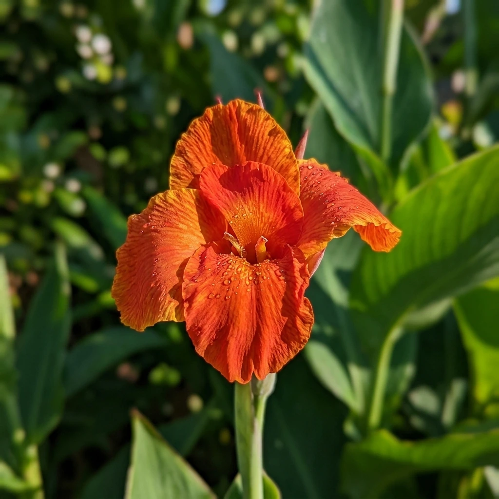 Snap & Identify Canna Lily (Canna) - Plant AI care guides