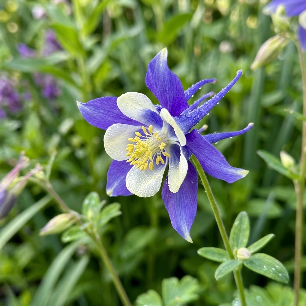 Snap & Identify Columbine (Aquilegia) - Plant AI care guides