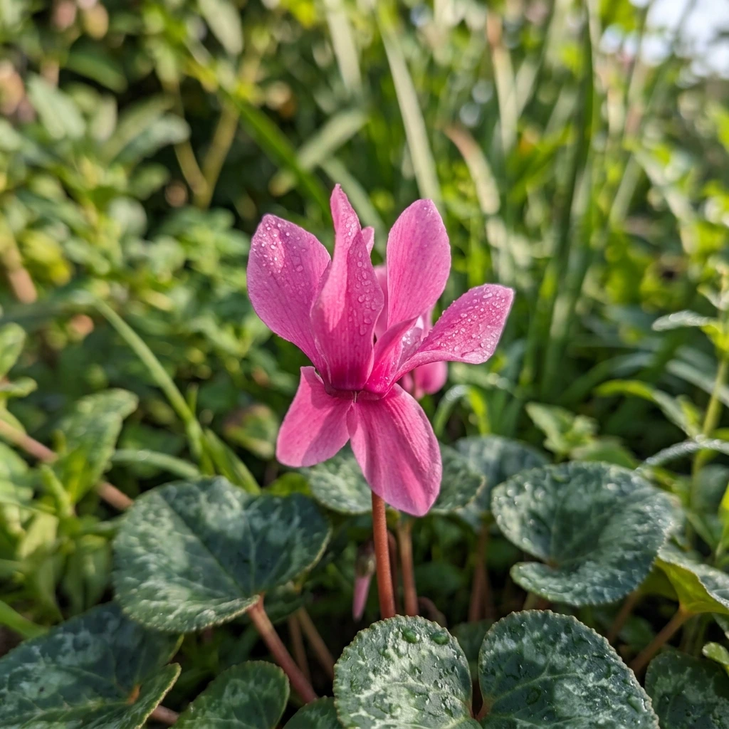 Snap & Identify Cyclamen (Cyclamen) - Plant AI care guides