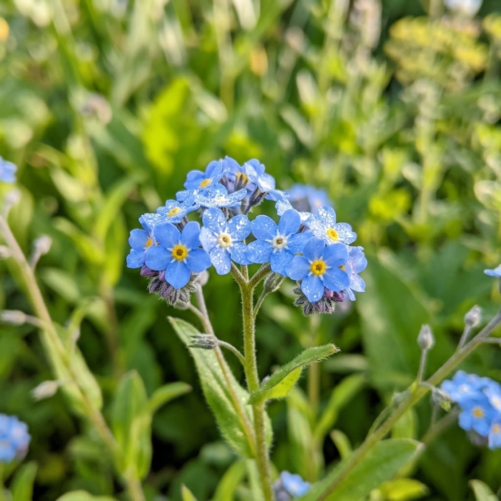 Snap & Identify Forget-Me-Not (Myosotis) - Plant AI care guides