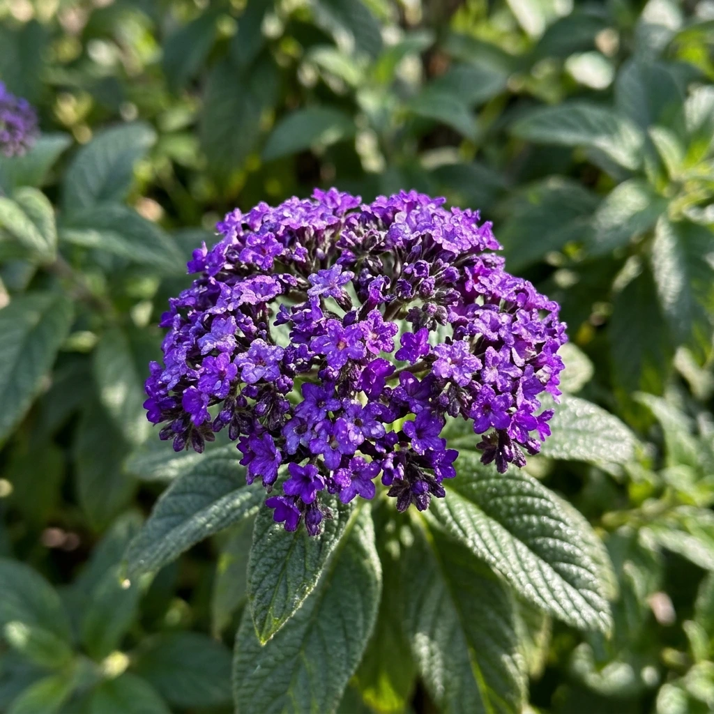 Snap & Identify Heliotrope (Heliotropium arborescens) - Plant AI care guides